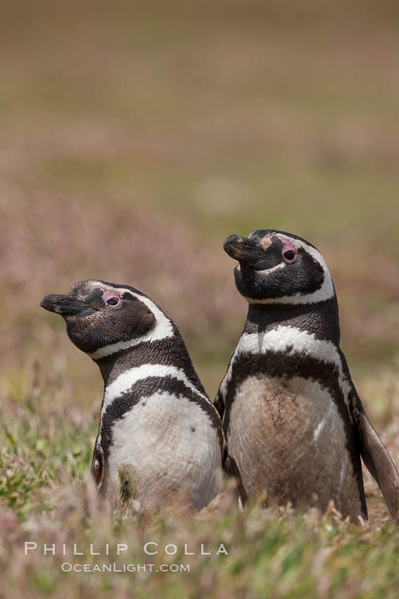 Magellanic penguins, in grasslands at the opening of their underground burrow.  Magellanic penguins can grow to 30" tall, 14 lbs and live over 25 years.  They feed in the water, preying on cuttlefish, sardines, squid, krill, and other crustaceans. New Island, Falkland Islands, United Kingdom, Spheniscus magellanicus, natural history stock photograph, photo id 23790