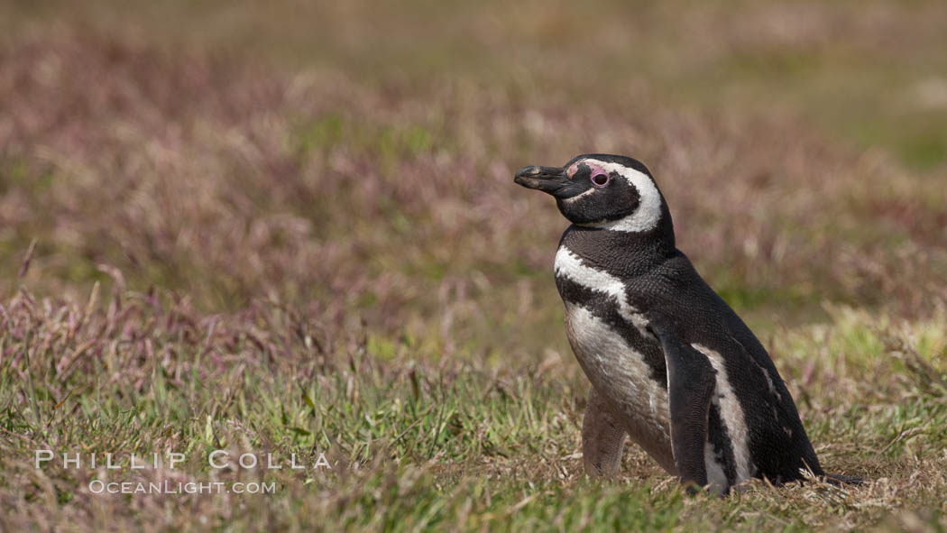 Magellanic penguin, in grasslands at the opening of their underground burrow.  Magellanic penguins can grow to 30" tall, 14 lbs and live over 25 years.  They feed in the water, preying on cuttlefish, sardines, squid, krill, and other crustaceans. New Island, Falkland Islands, United Kingdom, Spheniscus magellanicus, natural history stock photograph, photo id 23794