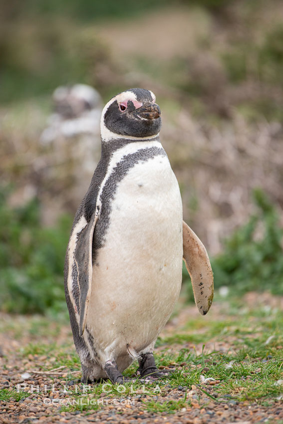 Magellanic penguin, Spheniscus magellanicus, Patagonia. Puerto Piramides, Chubut, Argentina, Spheniscus magellanicus, natural history stock photograph, photo id 38426