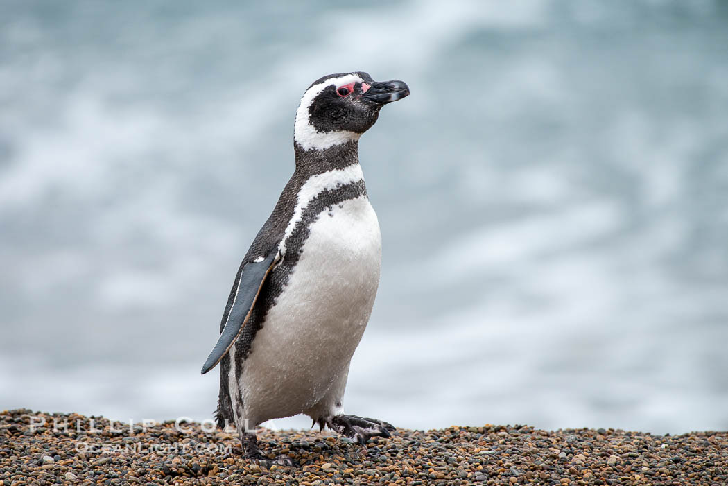 Magellanic penguin, Spheniscus magellanicus, Patagonia. Puerto Piramides, Chubut, Argentina, Spheniscus magellanicus, natural history stock photograph, photo id 38430