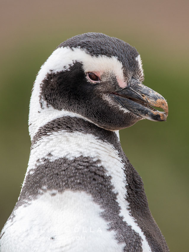 Magellanic penguin, Spheniscus magellanicus, Patagonia. Puerto Piramides, Chubut, Argentina, Spheniscus magellanicus, natural history stock photograph, photo id 38412