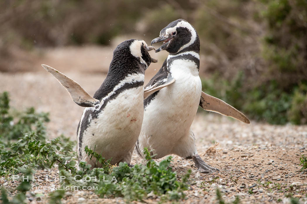 Magellanic penguin, Spheniscus magellanicus, Patagonia. Puerto Piramides, Chubut, Argentina, Spheniscus magellanicus, natural history stock photograph, photo id 38424