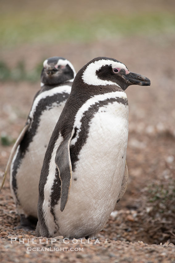 Magellanic penguin, Spheniscus magellanicus, Patagonia. Puerto Piramides, Chubut, Argentina, Spheniscus magellanicus, natural history stock photograph, photo id 38428