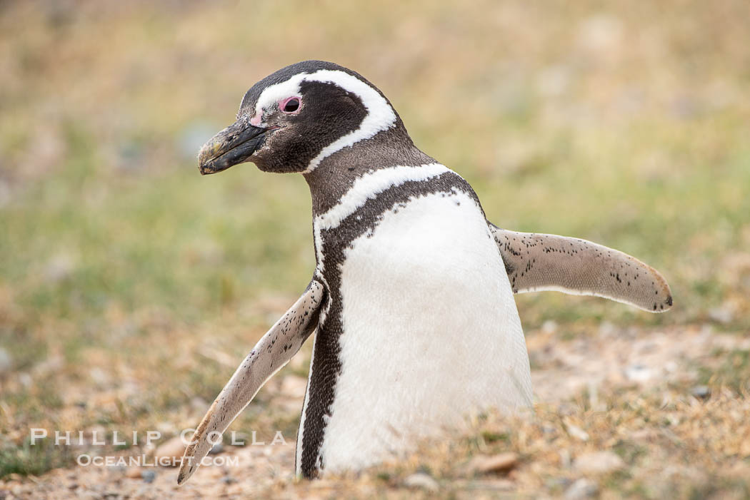 Magellanic penguin, Spheniscus magellanicus, Patagonia. Puerto Piramides, Chubut, Argentina, Spheniscus magellanicus, natural history stock photograph, photo id 38411