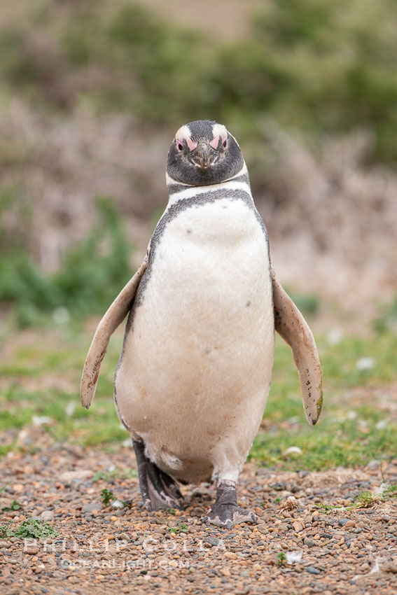 Magellanic penguin, Spheniscus magellanicus, Patagonia. Puerto Piramides, Chubut, Argentina, Spheniscus magellanicus, natural history stock photograph, photo id 38427