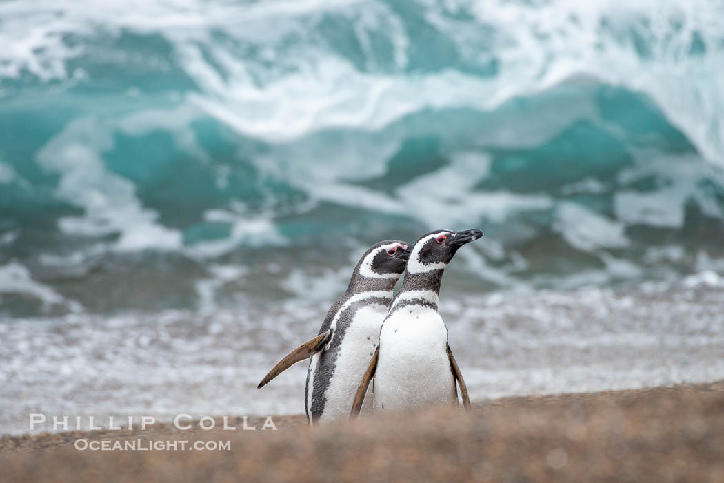 Magellanic penguin, Spheniscus magellanicus, Patagonia. Puerto Piramides, Chubut, Argentina, Spheniscus magellanicus, natural history stock photograph, photo id 38429