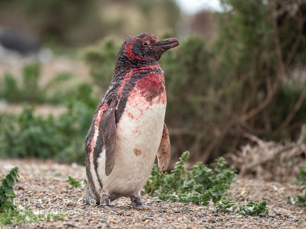 Magellanic penguin, bloodied following a fight with another male to defend its burrow, Spheniscus magellanicus, Patagonia, Spheniscus magellanicus, Puerto Piramides, Chubut, Argentina Magellanic penguin, bloodied following a fight with another male to defend its burrow, Spheniscus magellanicus, Patagonia, Spheniscus magellanicus, Puerto Piramides, Chubut, Argentina