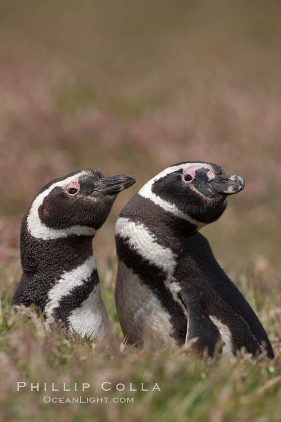 Magellanic penguins, in grasslands at the opening of their underground burrow.  Magellanic penguins can grow to 30" tall, 14 lbs and live over 25 years.  They feed in the water, preying on cuttlefish, sardines, squid, krill, and other crustaceans. New Island, Falkland Islands, United Kingdom, Spheniscus magellanicus, natural history stock photograph, photo id 23776