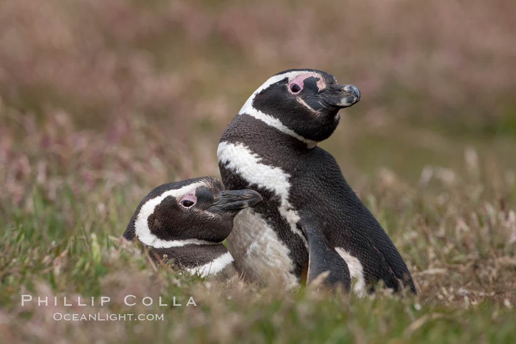 Magellanic penguins, in grasslands at the opening of their underground burrow.  Magellanic penguins can grow to 30" tall, 14 lbs and live over 25 years.  They feed in the water, preying on cuttlefish, sardines, squid, krill, and other crustaceans. New Island, Falkland Islands, United Kingdom, Spheniscus magellanicus, natural history stock photograph, photo id 23788