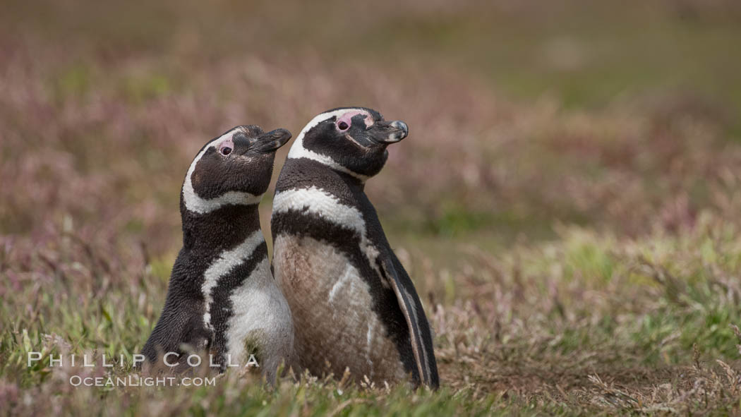 Magellanic penguins, in grasslands at the opening of their underground burrow.  Magellanic penguins can grow to 30" tall, 14 lbs and live over 25 years.  They feed in the water, preying on cuttlefish, sardines, squid, krill, and other crustaceans. New Island, Falkland Islands, United Kingdom, Spheniscus magellanicus, natural history stock photograph, photo id 23792