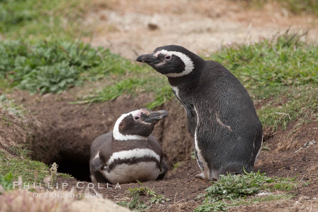 Magellanic penguins, in grasslands at the opening of their underground burrow.  Magellanic penguins can grow to 30" tall, 14 lbs and live over 25 years.  They feed in the water, preying on cuttlefish, sardines, squid, krill, and other crustaceans. New Island, Falkland Islands, United Kingdom, Spheniscus magellanicus, natural history stock photograph, photo id 23783