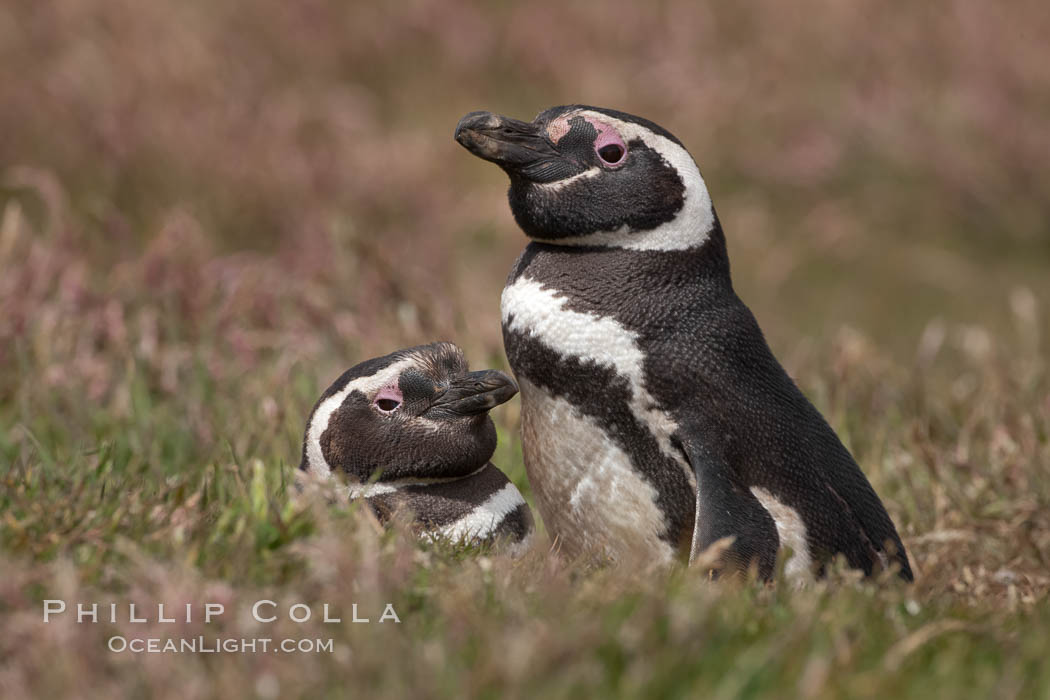 Magellanic penguins, in grasslands at the opening of their underground burrow.  Magellanic penguins can grow to 30" tall, 14 lbs and live over 25 years.  They feed in the water, preying on cuttlefish, sardines, squid, krill, and other crustaceans. New Island, Falkland Islands, United Kingdom, Spheniscus magellanicus, natural history stock photograph, photo id 23787