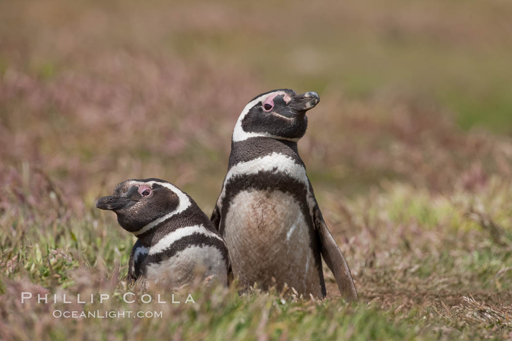 Magellanic penguins, in grasslands at the opening of their underground burrow.  Magellanic penguins can grow to 30" tall, 14 lbs and live over 25 years.  They feed in the water, preying on cuttlefish, sardines, squid, krill, and other crustaceans. New Island, Falkland Islands, United Kingdom, Spheniscus magellanicus, natural history stock photograph, photo id 23791