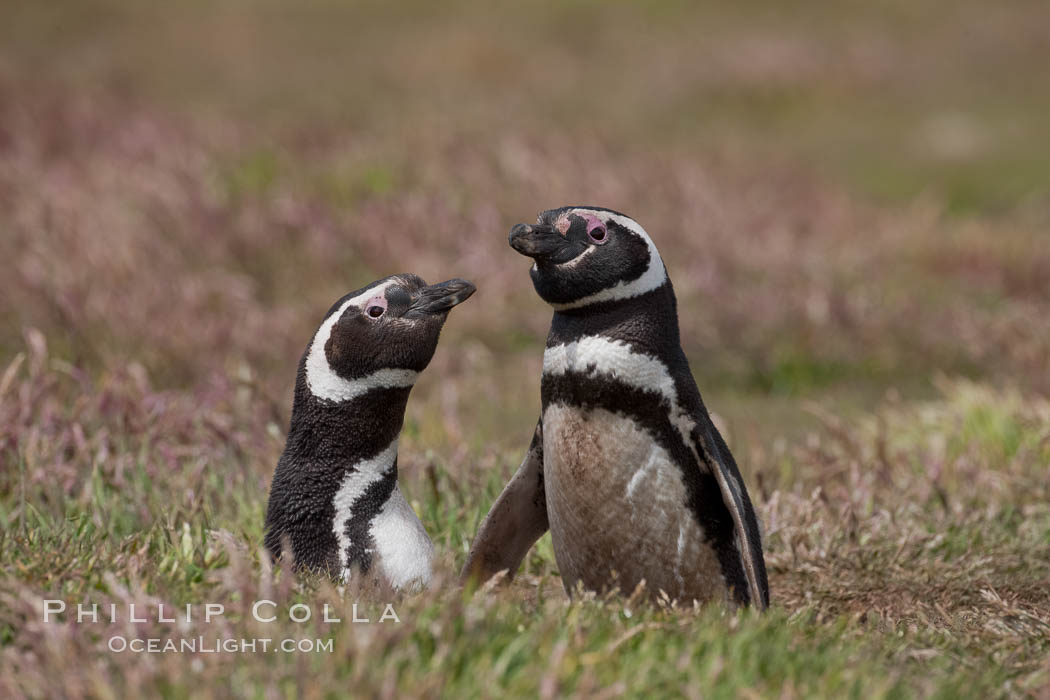 Magellanic penguins, in grasslands at the opening of their underground burrow.  Magellanic penguins can grow to 30" tall, 14 lbs and live over 25 years.  They feed in the water, preying on cuttlefish, sardines, squid, krill, and other crustaceans. New Island, Falkland Islands, United Kingdom, Spheniscus magellanicus, natural history stock photograph, photo id 23781