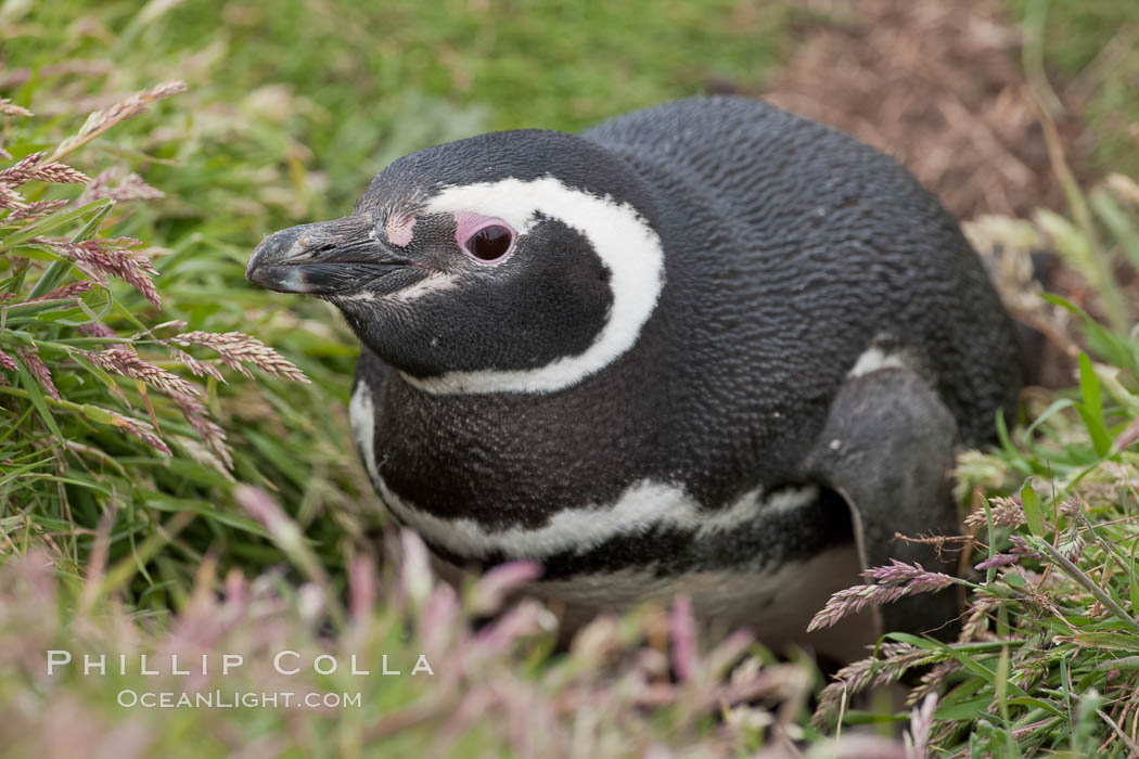 Magellanic penguin, adult and chick, in grasslands at the opening of their underground burrow.  Magellanic penguins can grow to 30" tall, 14 lbs and live over 25 years.  They feed in the water, preying on cuttlefish, sardines, squid, krill, and other crustaceans. New Island, Falkland Islands, United Kingdom, Spheniscus magellanicus, natural history stock photograph, photo id 23785