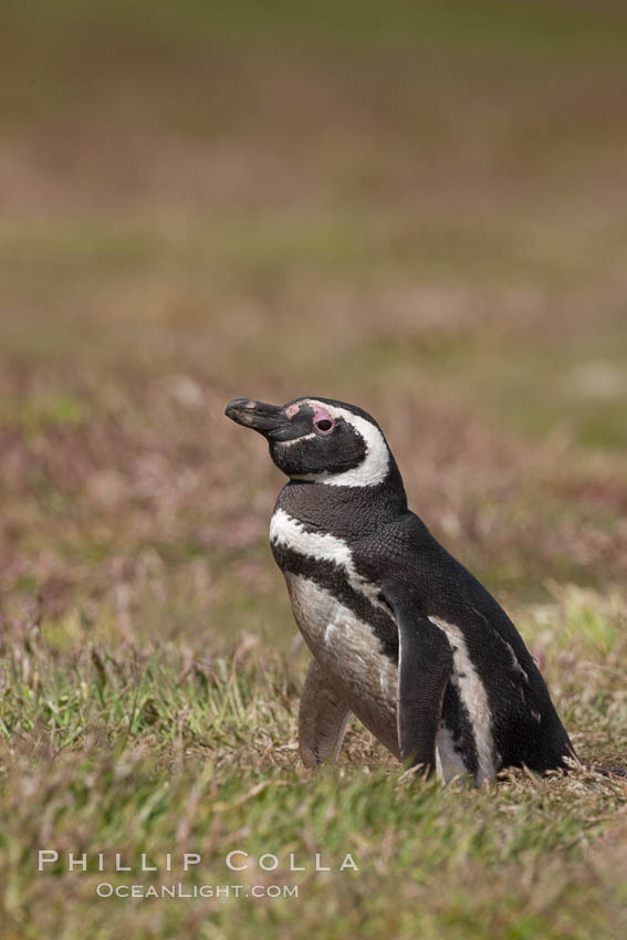 Magellanic penguin, in grasslands at the opening of their underground burrow.  Magellanic penguins can grow to 30" tall, 14 lbs and live over 25 years.  They feed in the water, preying on cuttlefish, sardines, squid, krill, and other crustaceans. New Island, Falkland Islands, United Kingdom, Spheniscus magellanicus, natural history stock photograph, photo id 23793