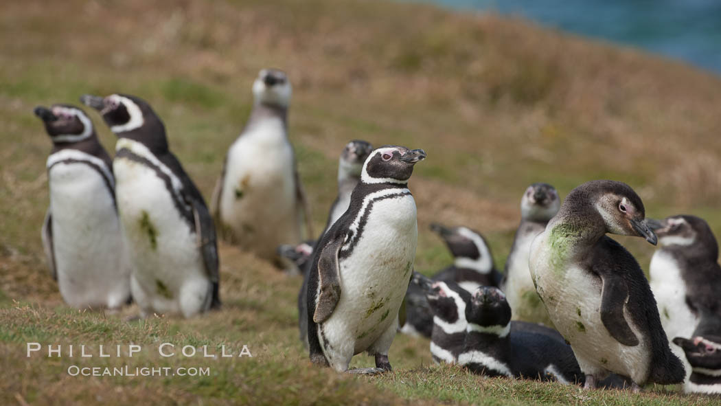 Magellanic penguins, in grasslands at the opening of their underground burrow.  Magellanic penguins can grow to 30" tall, 14 lbs and live over 25 years.  They feed in the water, preying on cuttlefish, sardines, squid, krill, and other crustaceans. New Island, Falkland Islands, United Kingdom, Spheniscus magellanicus, natural history stock photograph, photo id 23797