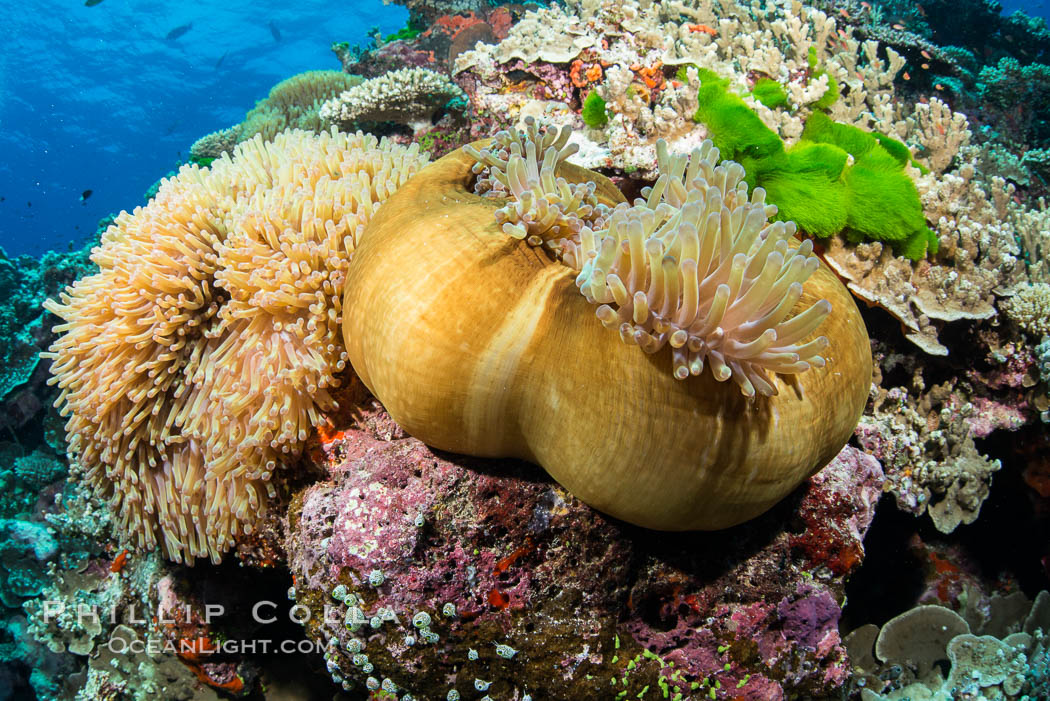 Magnificent Anemone, Heteractis sp, on pristine coral reef, Fiji. Vatu I Ra Passage, Bligh Waters, Viti Levu  Island, natural history stock photograph, photo id 31494