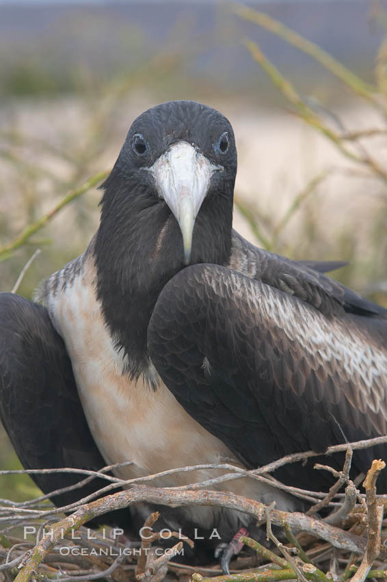 Magnificent frigatebird, adult female on nest. North Seymour Island, Galapagos Islands, Ecuador, Fregata magnificens, natural history stock photograph, photo id 16738