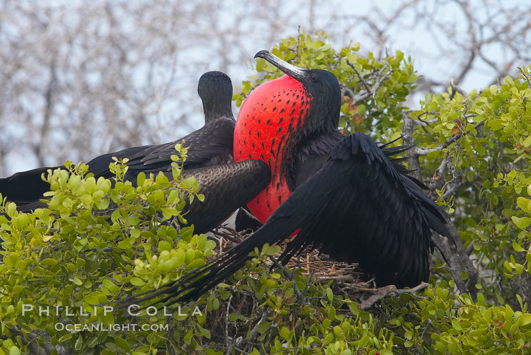 Magnificent frigatebird, adult male (right) and adult female (left), on nest, male with raised wings and throat pouch inflated in a courtship display to attract females. North Seymour Island, Galapagos Islands, Ecuador, Fregata magnificens, natural history stock photograph, photo id 16754