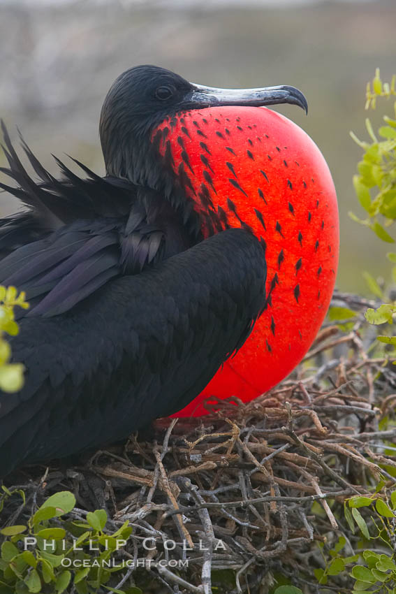 Magnificent frigatebird, adult male on nest, with throat pouch inflated, a courtship display to attract females. North Seymour Island, Galapagos Islands, Ecuador, Fregata magnificens, natural history stock photograph, photo id 16735