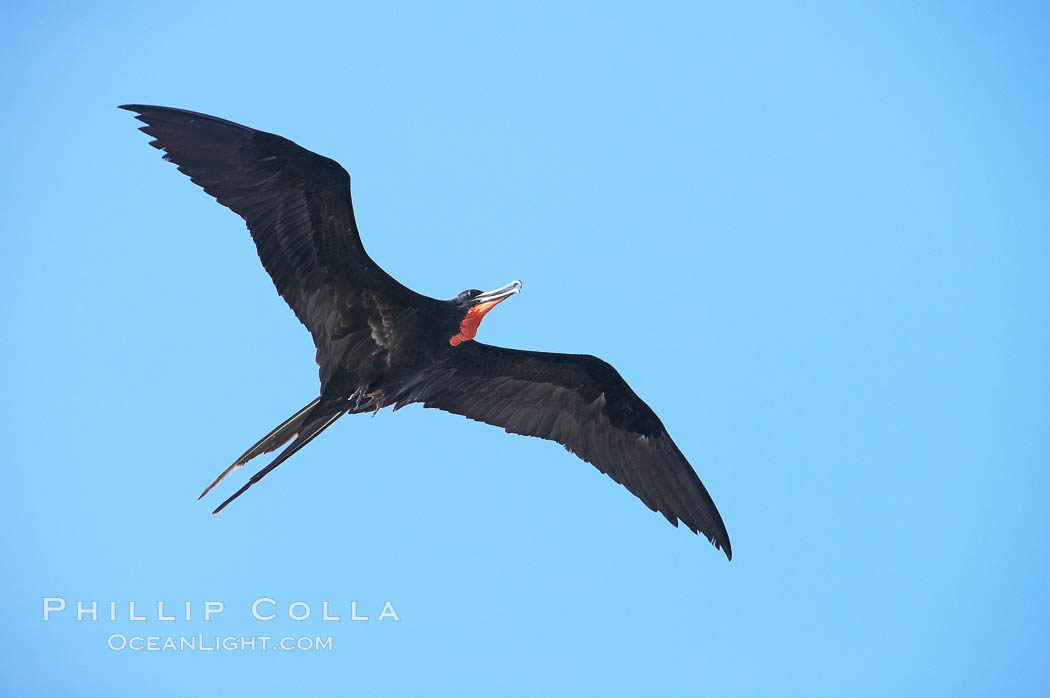 Magnificent frigatebird, adult male in flight. Wolf Island, Galapagos Islands, Ecuador, Fregata magnificens, natural history stock photograph, photo id 16741