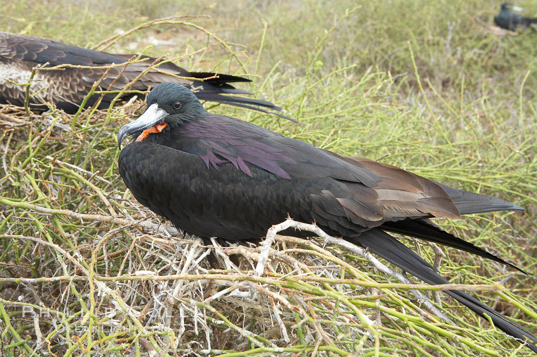 Magnificent frigatebird, adult male showing purple iridescense on scapular feathers. North Seymour Island, Galapagos Islands, Ecuador, Fregata magnificens, natural history stock photograph, photo id 16745