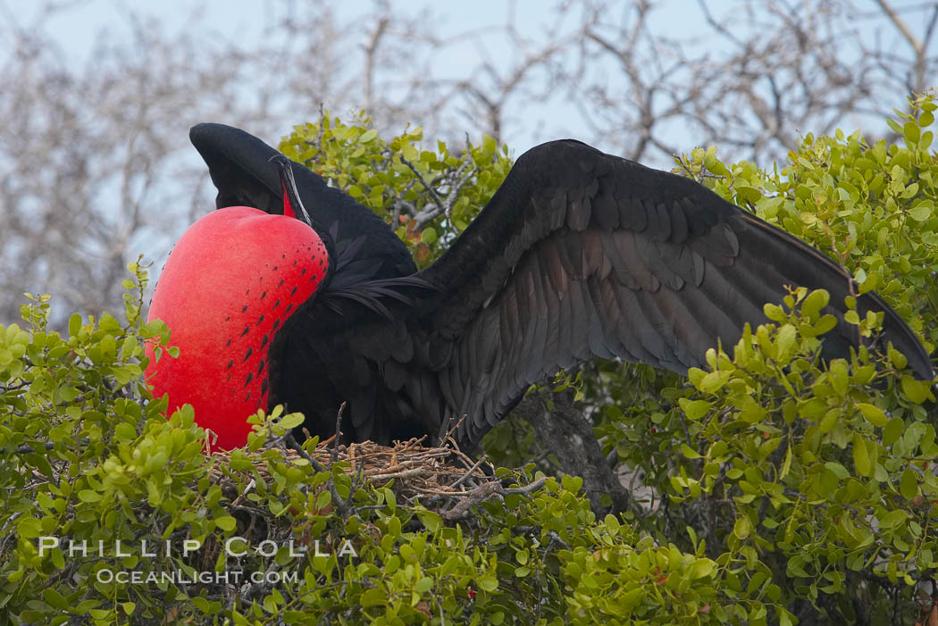 Magnificent frigatebird, adult male on nest, with raised wings and throat pouch inflated in a courtship display to attract females. North Seymour Island, Galapagos Islands, Ecuador, Fregata magnificens, natural history stock photograph, photo id 16749