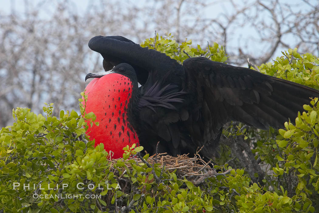 Magnificent frigatebird, adult male on nest, with raised wings and throat pouch inflated in a courtship display to attract females. North Seymour Island, Galapagos Islands, Ecuador, Fregata magnificens, natural history stock photograph, photo id 16766
