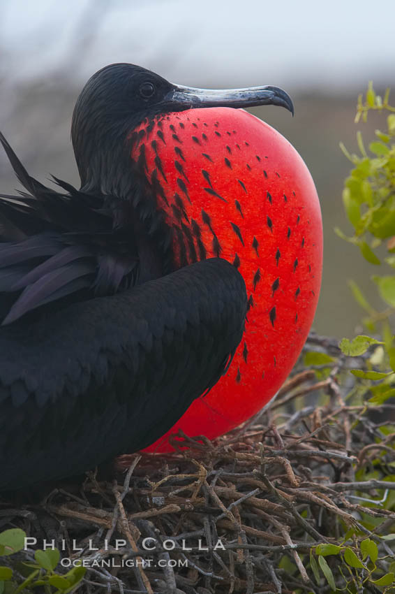 Magnificent frigatebird, adult male on nest, with throat pouch inflated, a courtship display to attract females. North Seymour Island, Galapagos Islands, Ecuador, Fregata magnificens, natural history stock photograph, photo id 16770