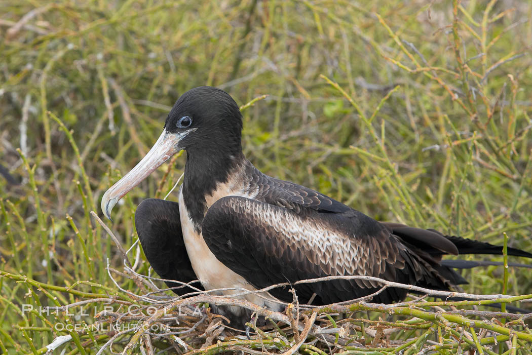 Magnificent frigatebird, adult female on nest. North Seymour Island, Galapagos Islands, Ecuador, Fregata magnificens, natural history stock photograph, photo id 16760