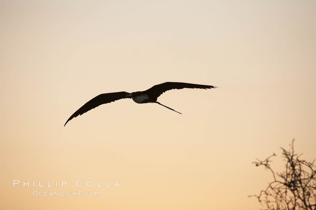 Magnificent frigatebirds in flight. Isla Lobos (near San Cristobal Island). Galapagos Islands, Ecuador, Fregata magnificens, natural history stock photograph, photo id 16759