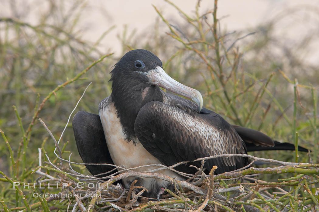 Magnificent frigatebird, adult female on nest. North Seymour Island, Galapagos Islands, Ecuador, Fregata magnificens, natural history stock photograph, photo id 16763