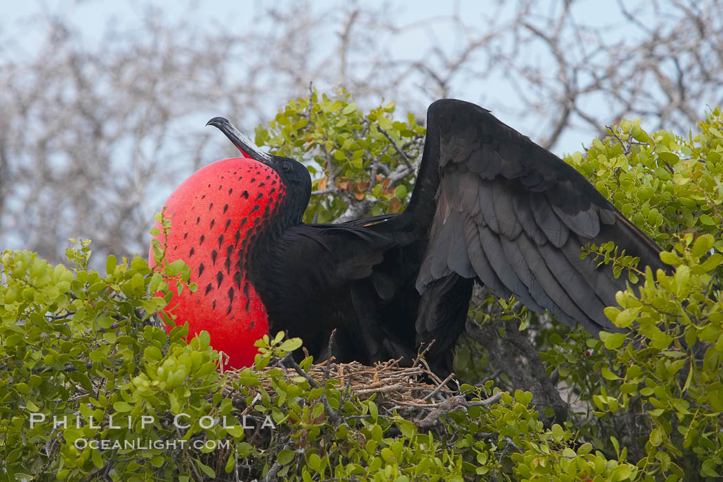 Magnificent frigatebird, adult male on nest, with raised wings and throat pouch inflated in a courtship display to attract females. North Seymour Island, Galapagos Islands, Ecuador, Fregata magnificens, natural history stock photograph, photo id 16767