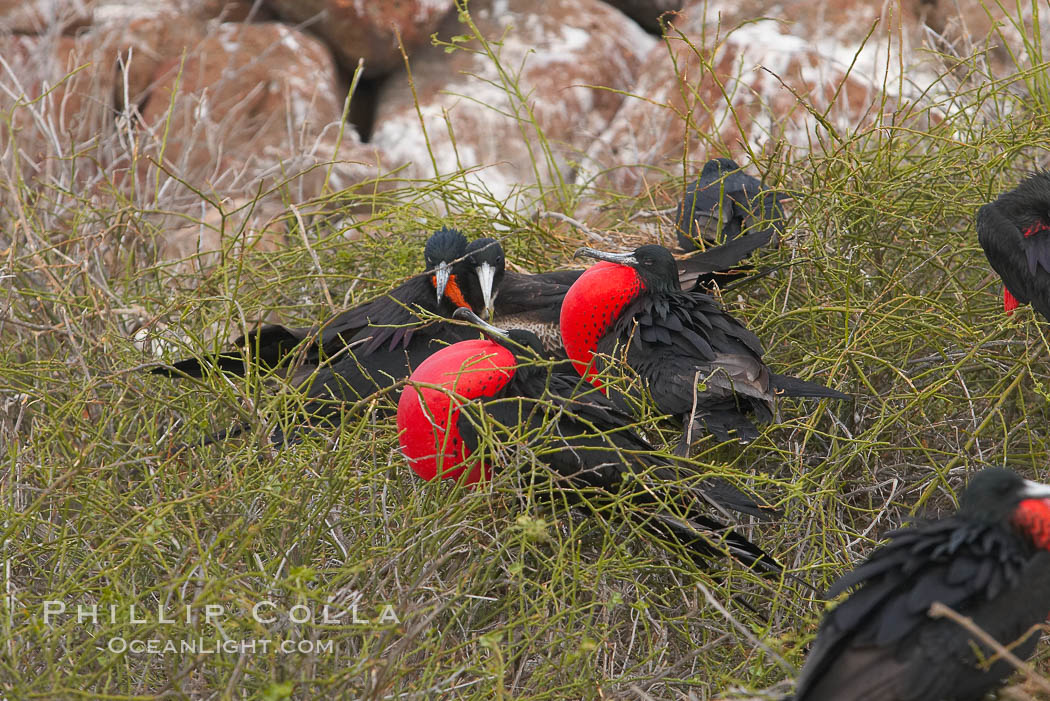 Magnificent frigatebird, bachelor adult males with raised wings and throat pouch inflated in a courtship display to attract females. North Seymour Island, Galapagos Islands, Ecuador, Fregata magnificens, natural history stock photograph, photo id 16765