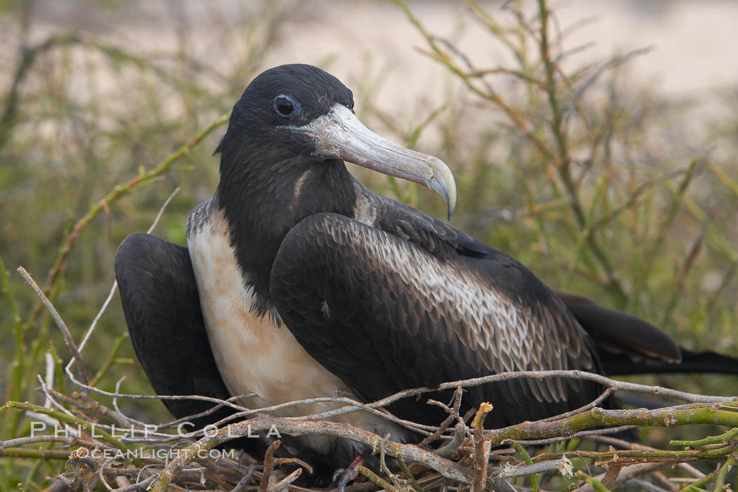 Magnificent frigatebird, adult female on nest. North Seymour Island, Galapagos Islands, Ecuador, Fregata magnificens, natural history stock photograph, photo id 16726