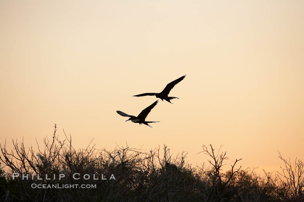 Magnificent frigatebirds in flight. Isla Lobos (near San Cristobal Island). Galapagos Islands, Ecuador, Fregata magnificens, natural history stock photograph, photo id 16730
