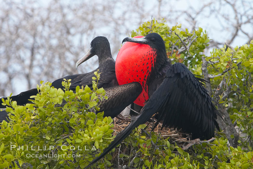 Magnificent frigatebird, adult male (right) and adult female (left), on nest, male with raised wings and throat pouch inflated in a courtship display to attract females. North Seymour Island, Galapagos Islands, Ecuador, Fregata magnificens, natural history stock photograph, photo id 16734