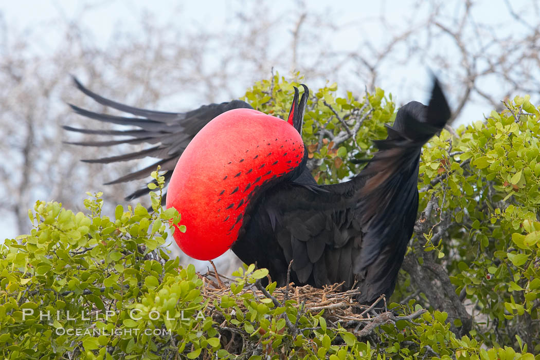 Magnificent frigatebird, adult male on nest, with raised wings and throat pouch inflated in a courtship display to attract females. North Seymour Island, Galapagos Islands, Ecuador, Fregata magnificens, natural history stock photograph, photo id 16728