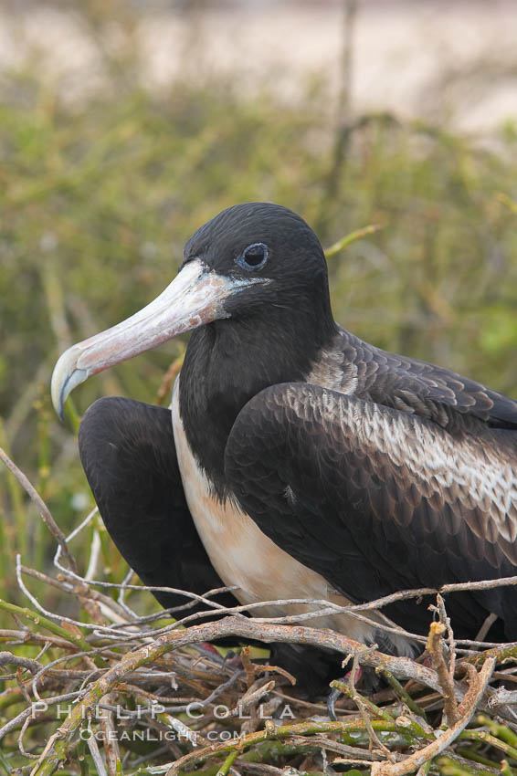 Magnificent frigatebird, adult female on nest. North Seymour Island, Galapagos Islands, Ecuador, Fregata magnificens, natural history stock photograph, photo id 16732