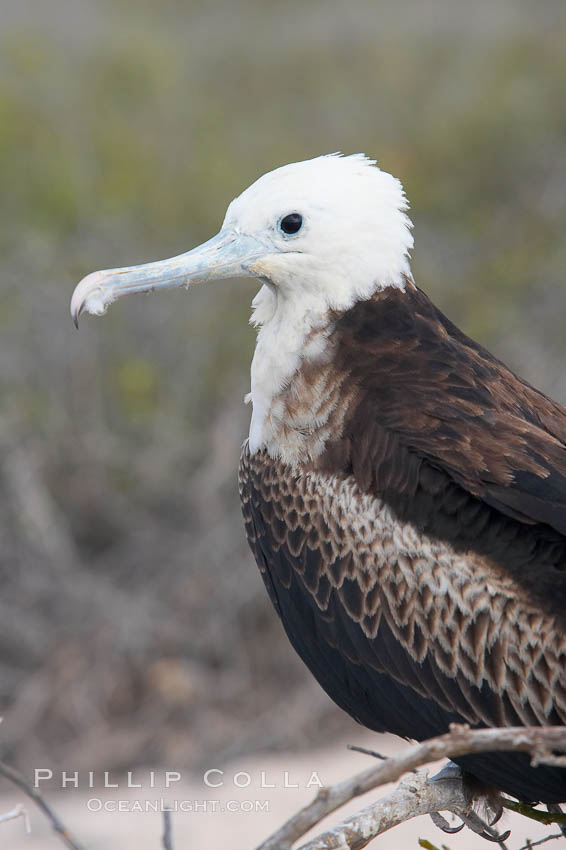 Magnificent frigatebird, juvenile on nest, blue eye ring identifies species. North Seymour Island, Galapagos Islands, Ecuador, Fregata magnificens, natural history stock photograph, photo id 16733