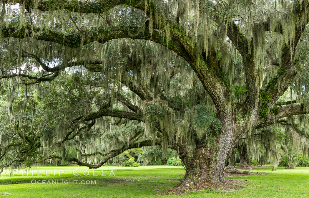 Southern Live Oaks form a shady canopy, Magnolia Plantation, Charleston, South Carolina. USA, Quercus virginiana, natural history stock photograph, photo id 37407