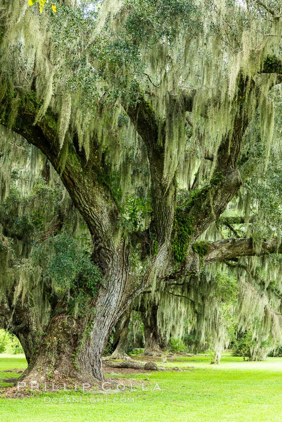 Magnolia Plantation, Charleston, South Carolina. USA, Quercus virginiana, natural history stock photograph, photo id 37405