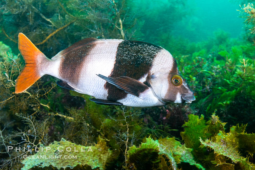 Magpie Perch, Pseudogoniistius nigripes, Kangaroo Island, South Australia., Pseudogoniistius nigripes, natural history stock photograph, photo id 39222