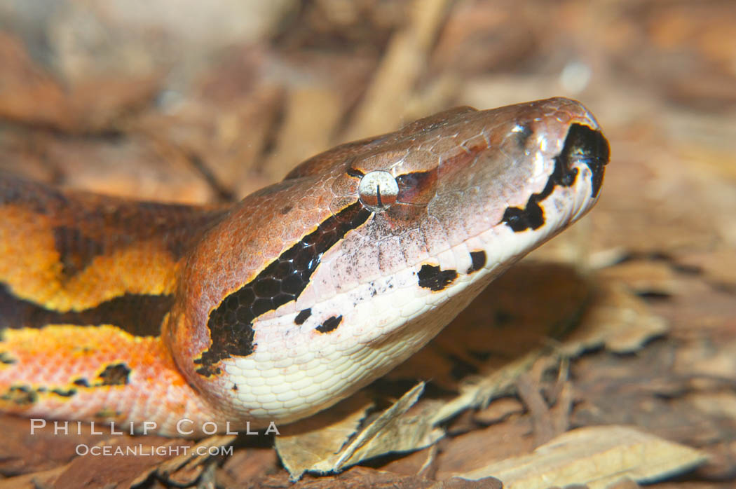 Malagasy ground boa.  The ground boa is the largest boa species in Madagascar, reaching 10 feet (3m) in length.  Its coloration provides excellent camouflage amid rocks, logs and bushy thickets.  It is mainly nocturnal, hunting birds and small mammals., Acrantophis madagascariensis, natural history stock photograph, photo id 12594