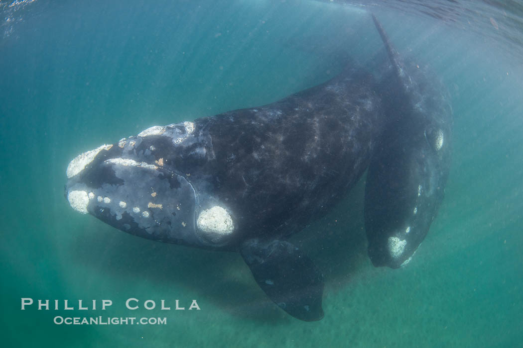 Male and female southern right whales mating underwater, Eubalaena australis. Puerto Piramides, Chubut, Argentina, Eubalaena australis, natural history stock photograph, photo id 38292