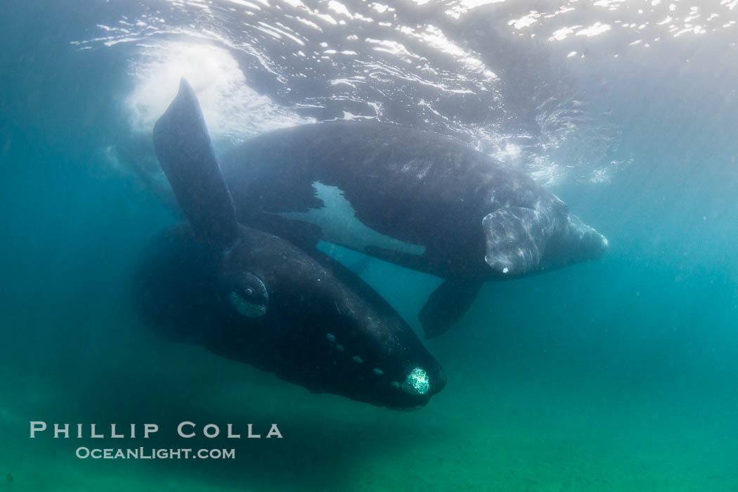 Male and female southern right whales mating underwater, Eubalaena australis. The male positions himself below the female and turns upside down, so the two whales are belly-to-belly and can mate.  Sand has been stirred up by the courtship activities and the water is turbid. Puerto Piramides, Chubut, Argentina, Eubalaena australis, natural history stock photograph, photo id 38291