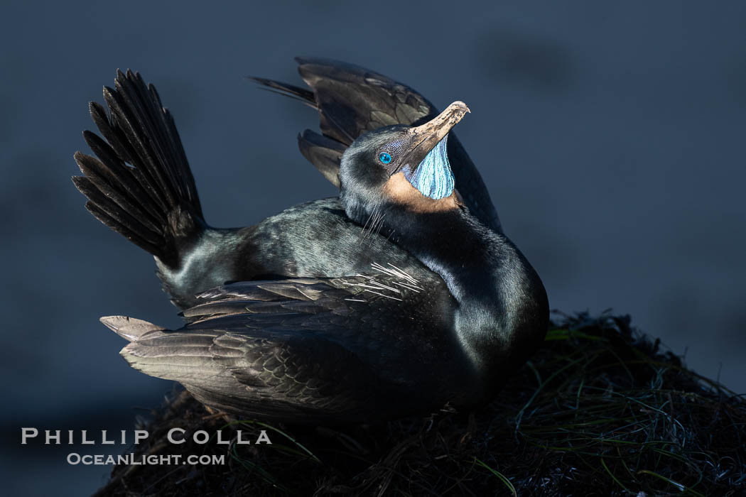 Male Brandt's Cormorant Skypointing, Courtship Display, Breeding Plumage with blue throat and white pin-feathers, La Jolla. Skypointing is an interesting courtship behavior that many birds practice. Among Brandt's Cormorants the male performs this, likely as a way of attracting a mate to the nest he has built by showing off his striking blue throat. He tips his head backward showing off his striking blue throat, and partially raises his wings. Seen here on seacliffs above the ocean, where the fading light of late afternoon just illuminates his head and wings, Phalacrocorax penicillatus