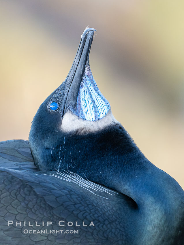 Male Brandt's Cormorant Skypointing, Courtship Display, Breeding Plumage with blue throat and white pin-feathers, La Jolla. Skypointing is an interesting courtship behavior that many birds practice. Among Brandt's Cormorants the male performs this, likely as a way of attracting a mate to the nest he has built by showing off his striking blue throat. He tips his head backward showing off his striking blue throat, and partially raises his wings. Seen here on seacliffs above the ocean. California, USA, Phalacrocorax penicillatus, natural history stock photograph, photo id 40150