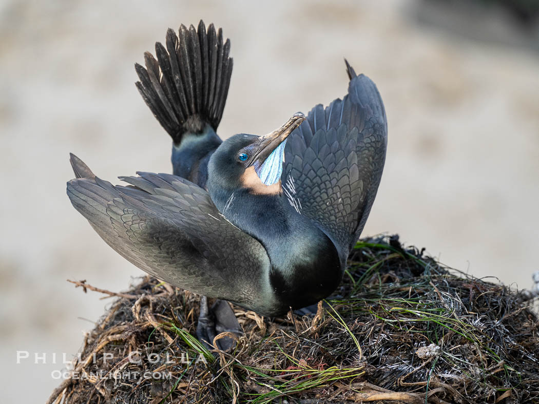 Male Brandt's Cormorant Skypointing, Courtship Display, Breeding Plumage with blue throat and a few white pin-feathers, La Jolla. Skypointing is an interesting courtship behavior that many birds practice. Among Brandt's Cormorants the male performs this, likely as a way of attracting a mate to the nest he has built by showing off his striking blue throat. He tips his head backward showing off his striking blue throat, and partially raises his wings. Seen here on seacliffs above the ocean, Phalacrocorax penicillatus